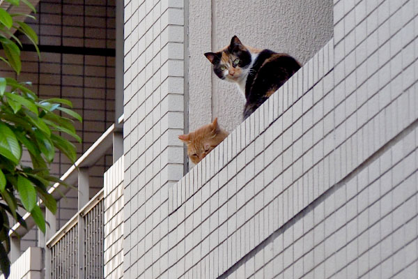 リコだけこっち見てる