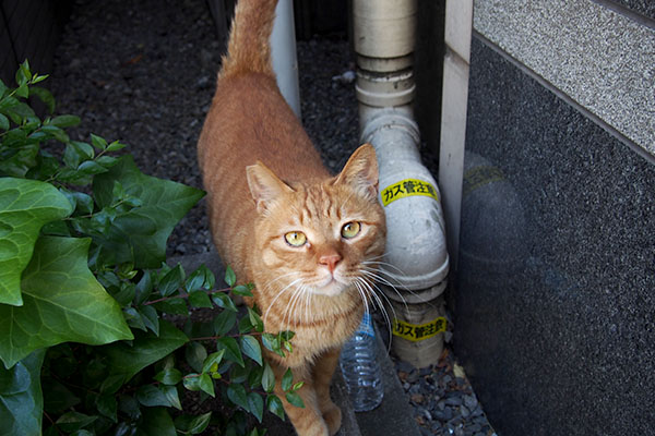 カブ　見上げるかわいい顔１