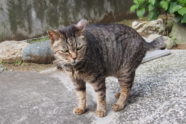 ただマイペースなだけのタビッツ