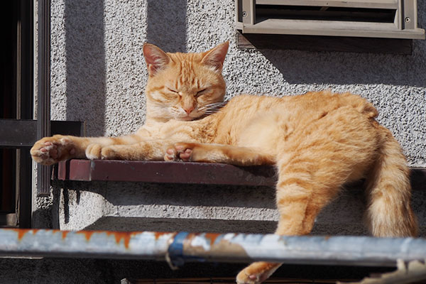 庇の上で寝んね　ソラ