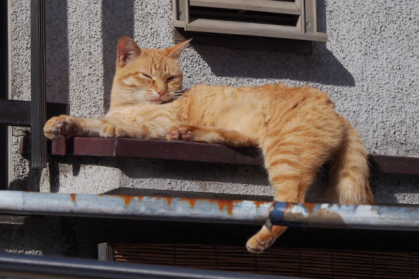 あたしんち　ソラ