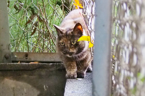 雫を見るクロテ