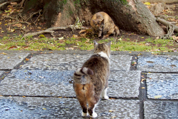 雫　クロテを威圧中