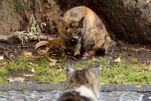 クロテ　怖い顔して雫を見る