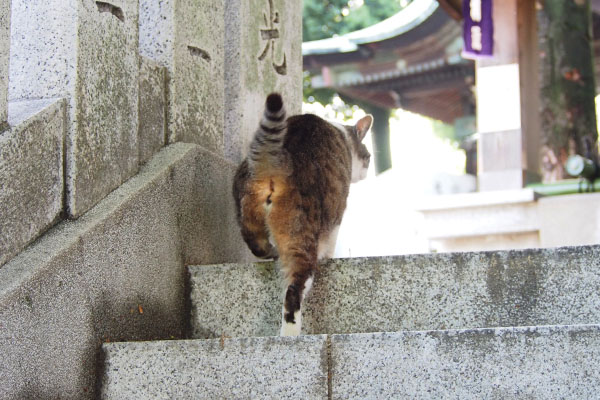 ついて来てにゃ　雫