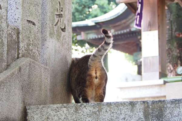 石柱にスリスリ　雫