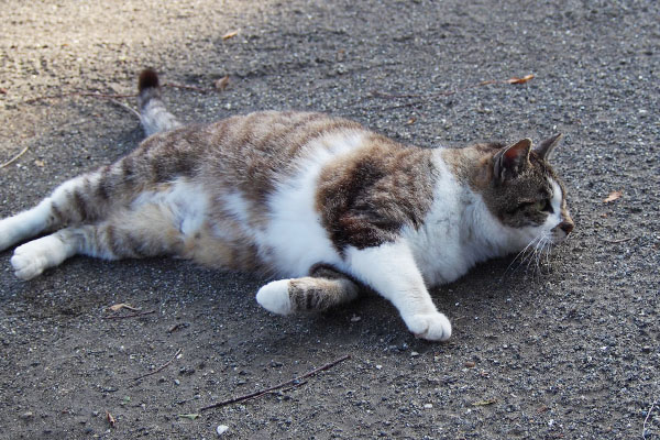 転がる雫　ワンコみっけ