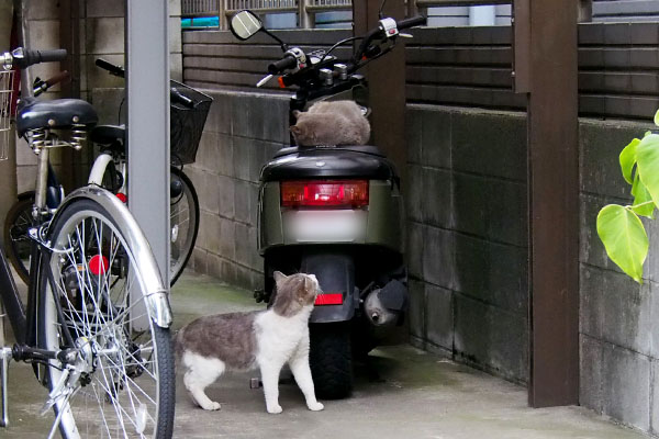 サバ白君バイクの上を見る