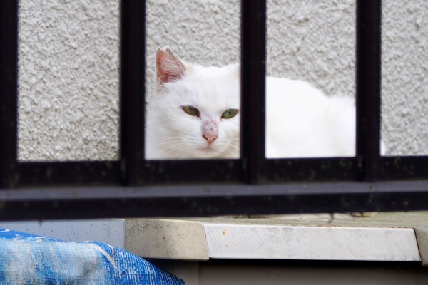 うさぎを発見