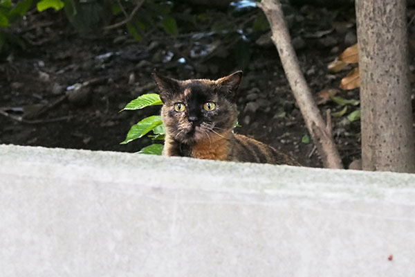 びっくりなお顔で遠く見るラコ