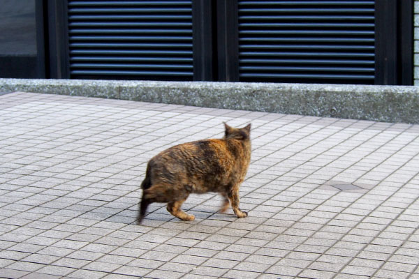 あたふたと走り出すラコ