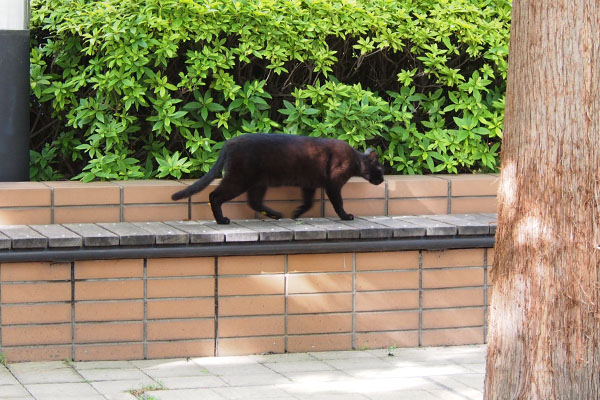 ベンチの上を歩く黒猫ボーイ