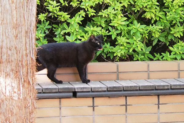 黒猫ボーイ　オヤツ貰った後か