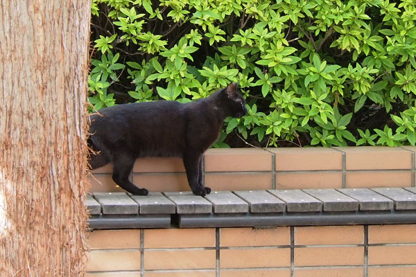 黒猫ボーイ　見送り中