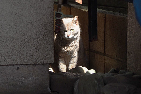 こちらを見るピンスポ　シピ