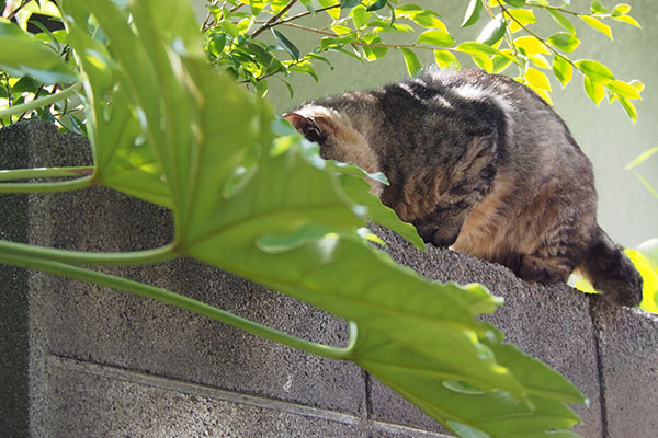 下を見ているトッキー