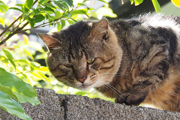 トッキー　お顔が大きすぎ