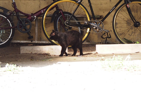 遠くに黒猫さんロック