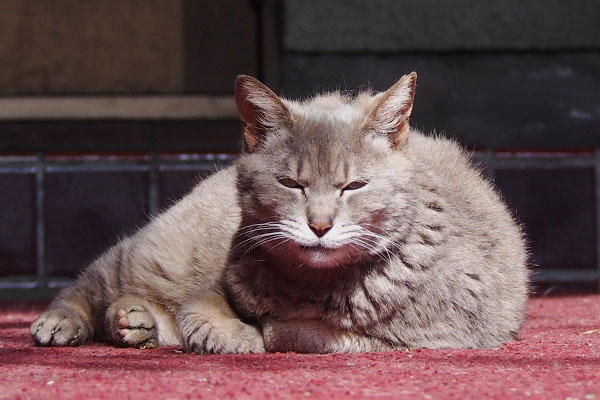 猫侍風　シピ