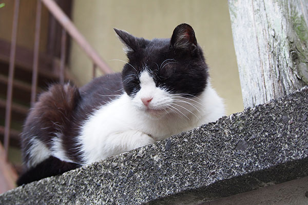 ニコル　塀の上にしゃがむ