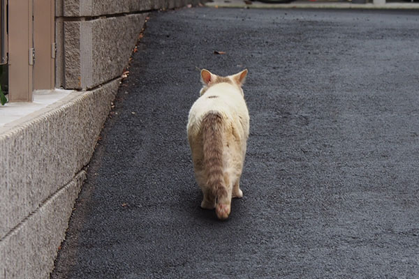 耳は後ろを向いて　ジュリ