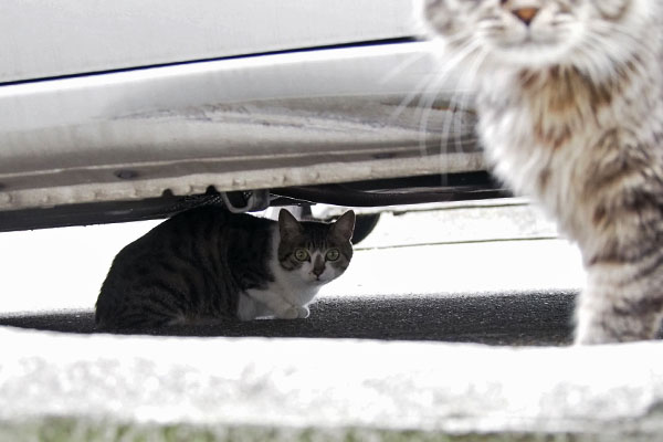 車の下にさくら　右かららんぽ