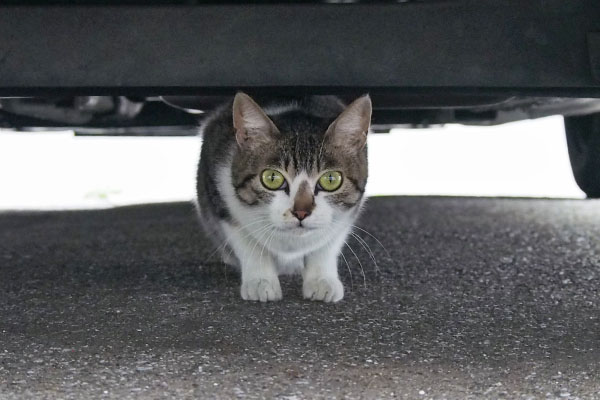 正面からさくら