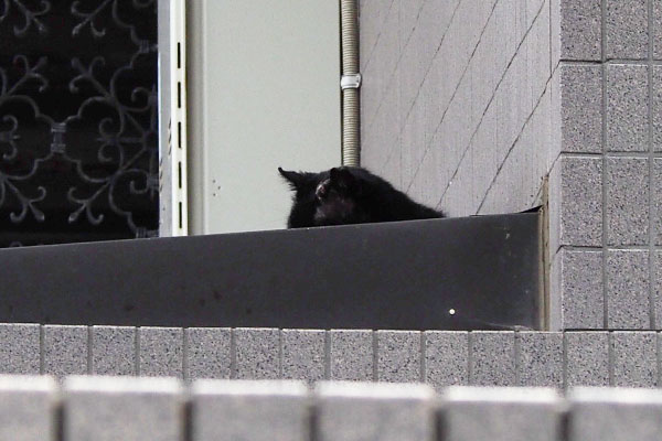 横になった黒猫
