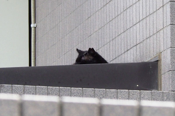 左耳にカットがある黒猫