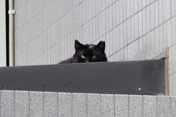 結構コワモテの黒猫頭にハゲ