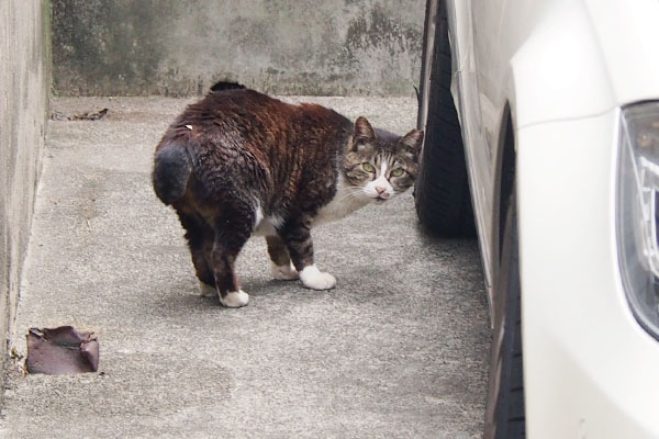 車の陰にキャロル