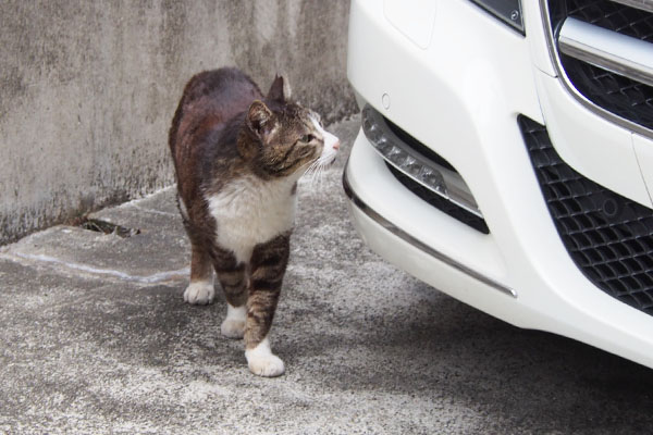 くんかくんか　キャロル