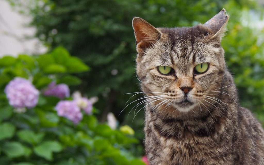 tabitts and hydrangea