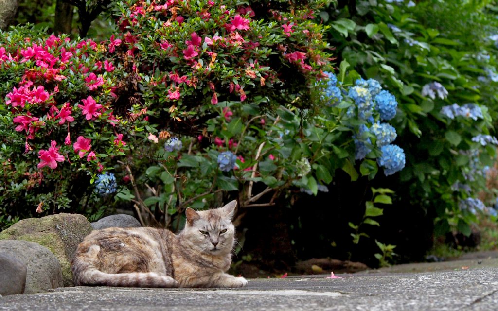 gin and ending azalea and hydrangea