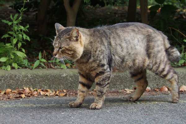 トッキー登場