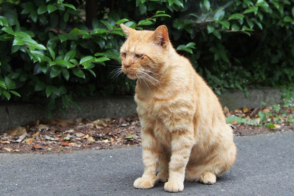 平和主義者のコルレ