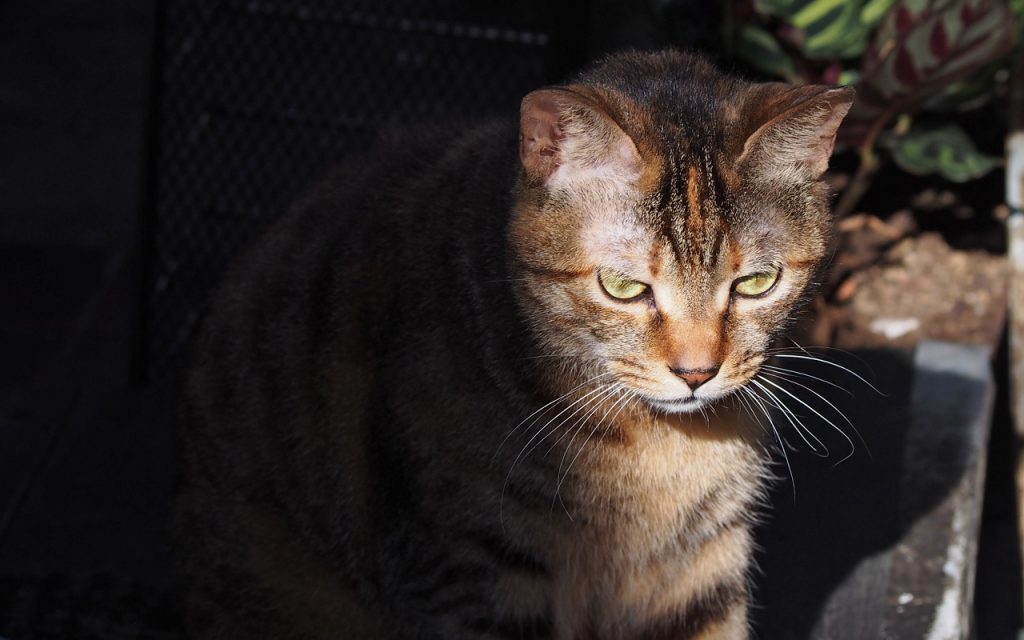 veru sitting in the shade