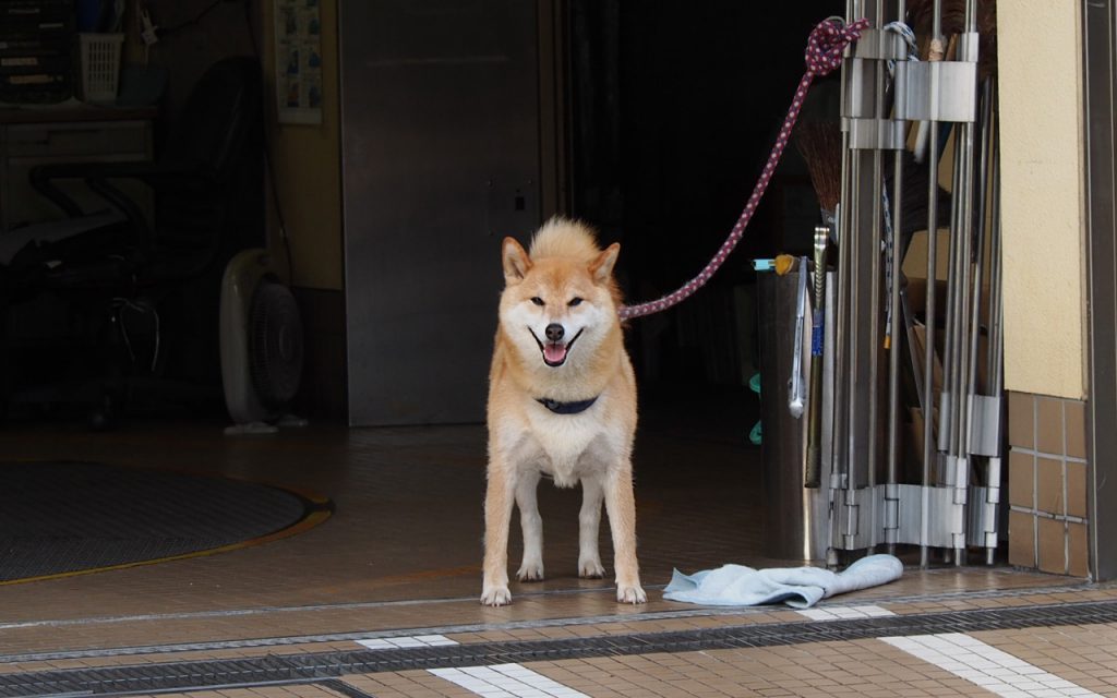 shiba lady smile