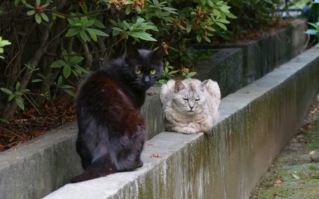 アカシ　見て！銀が来た