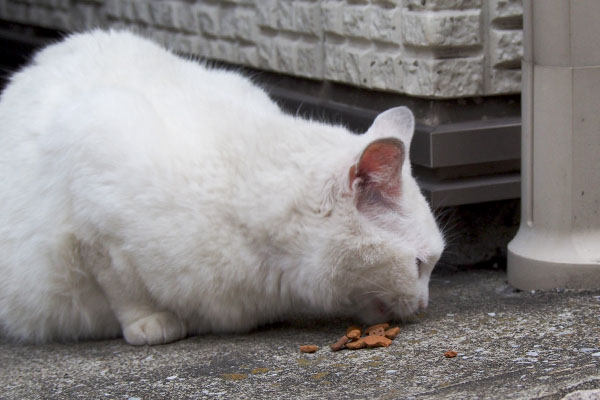 食べる　リリ