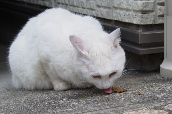 リリ　イカ耳で食べるにゃ