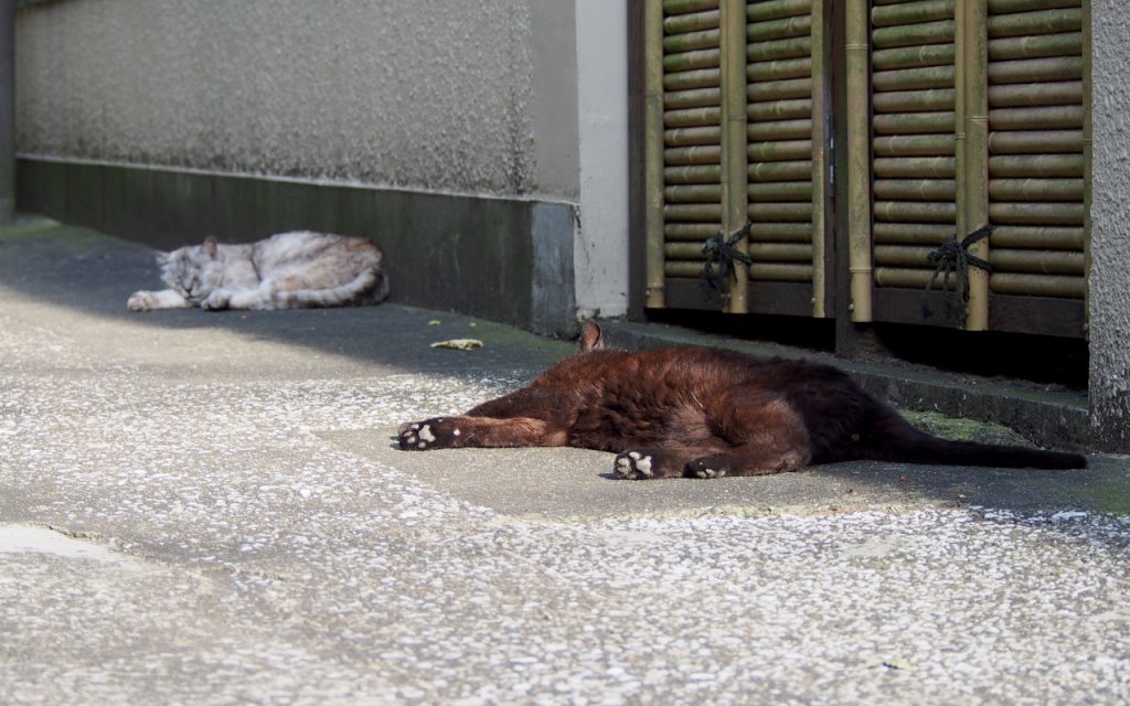 だるるんと横になるアカシと銀