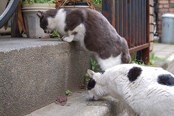 食べる　坊とちびにゃん