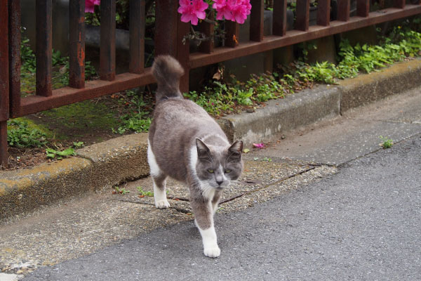 面白い顔のちびにゃん