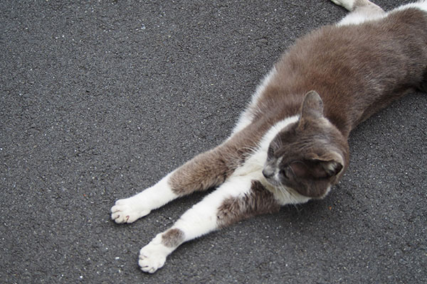 ちびにゃん　地面で伸び