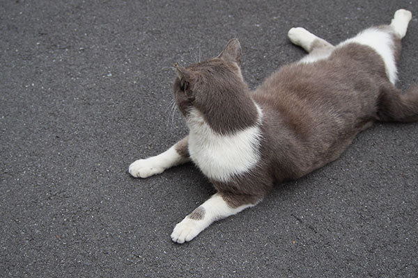 ちびにゃん　坊を見る