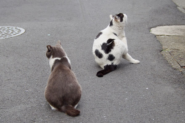 ちびにゃん坊の背後に