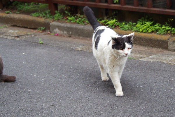 ちびにゃんを避けてこちらに来る坊