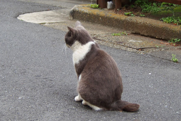 取り残されるちびにゃん