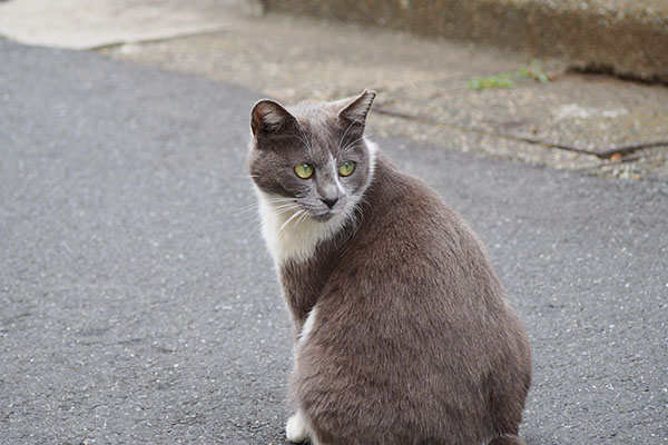 ちびにゃん　ふくよかボディ